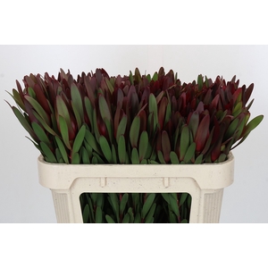 Leucadendron Saf Sunset Dark R.