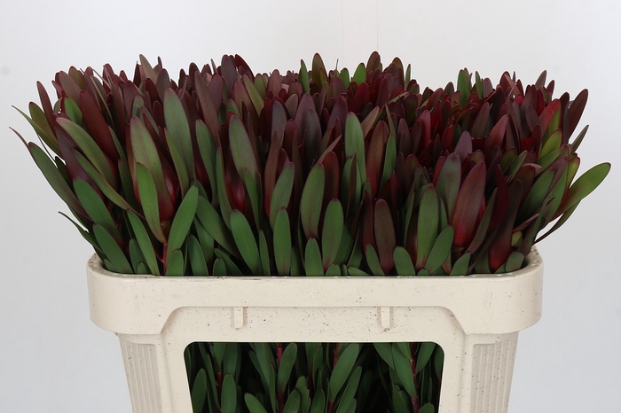 <h4>Leucadendron Saf Sunset Dark R.</h4>
