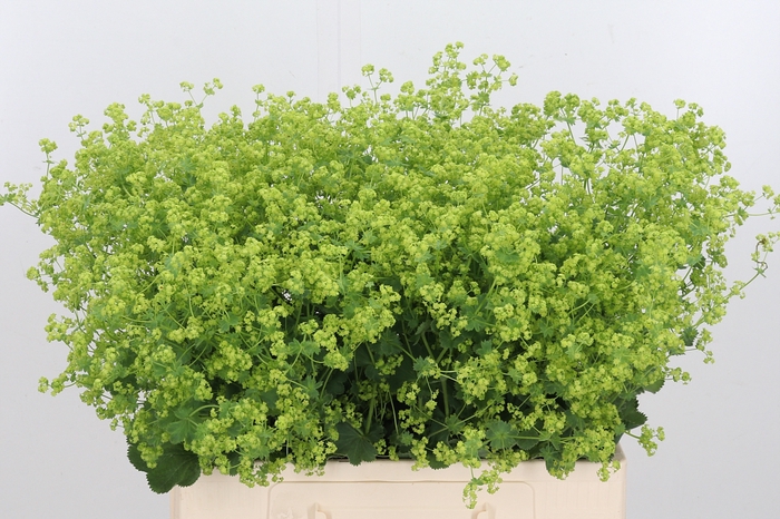 <h4>Alchimella Robusta</h4>