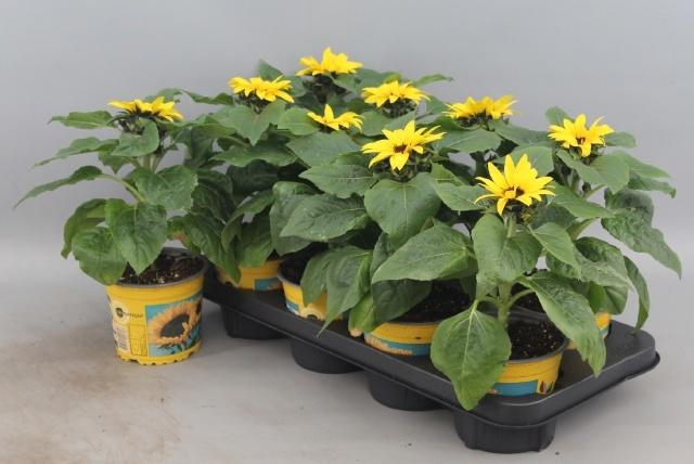 <h4>HELI SUNSATION</h4>