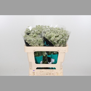 Astrantia Wit Billion Stars