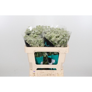 Astrantia Wit Billion Stars