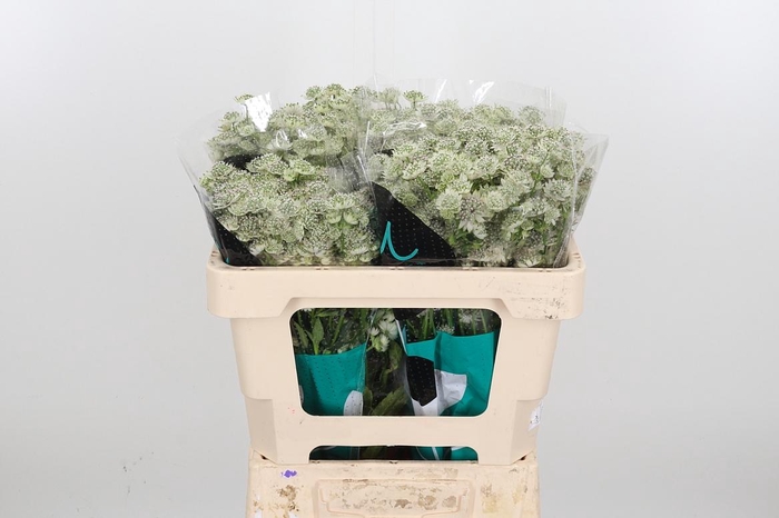 <h4>Astrantia Wit Billion Stars</h4>