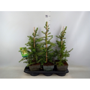 Picea glauca