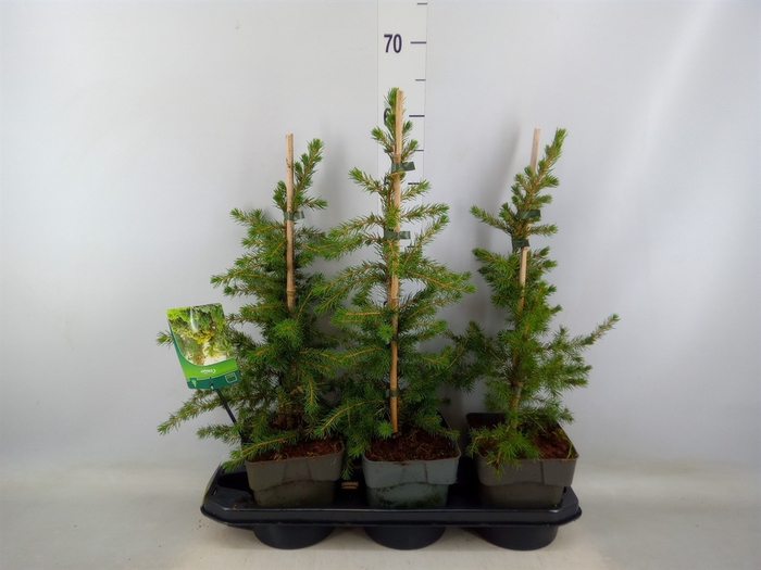 <h4>Picea glauca</h4>