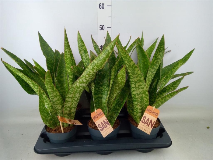 <h4>Sansevieria trifa.   ...</h4>
