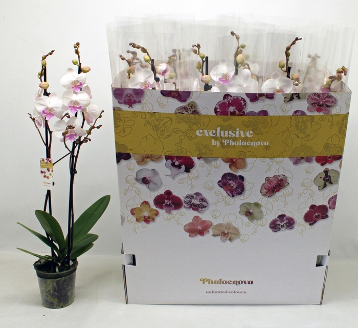 <h4>PHAL OV WIT</h4>