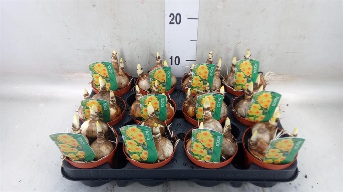 <h4>Narcissus   ...</h4>