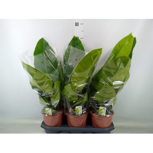 Philodendron  'Imperial Green'