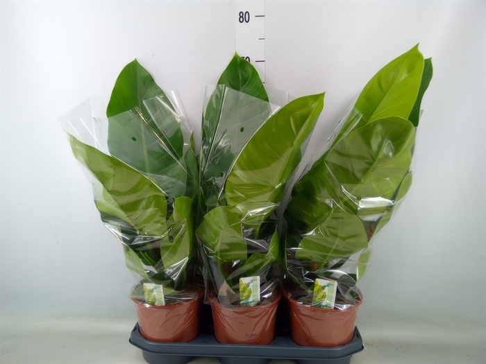 <h4>Philodendron  'Imperial Green'</h4>