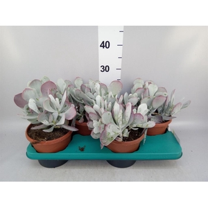 Cotyledon pendens