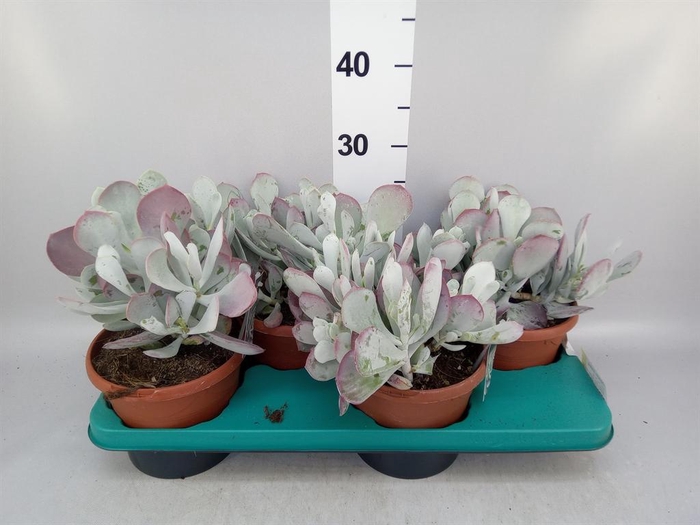 <h4>Cotyledon pendens</h4>