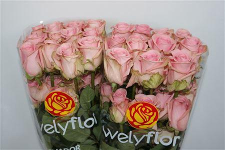 <h4>R GR PINK CANDY</h4>