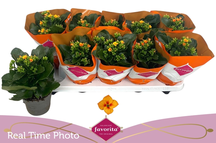 <h4>KAL EN ACHERON</h4>