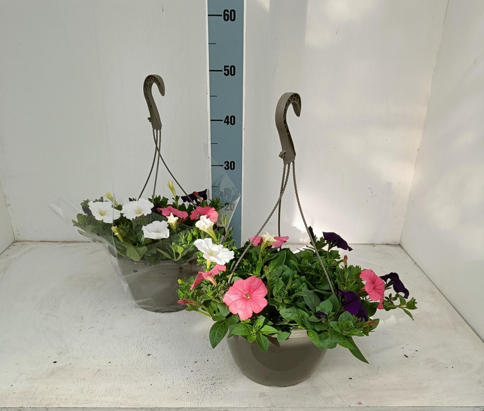 <h4>PET OV</h4>