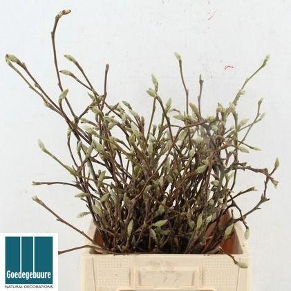 <h4>MAGNOLIA GRANDIFLORA</h4>