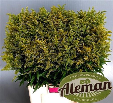 <h4>Soli Bareight</h4>