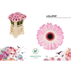 Germini Lollipop Water