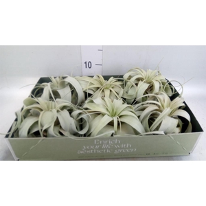Tillandsia xerographica
