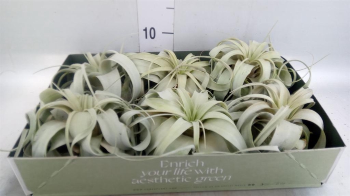 <h4>Tillandsia xerographica</h4>