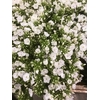 PHLOX P WHITECAP