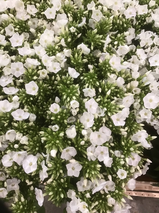 PHLOX P WHITECAP