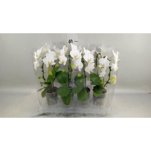 Phalaenopsis   ...white