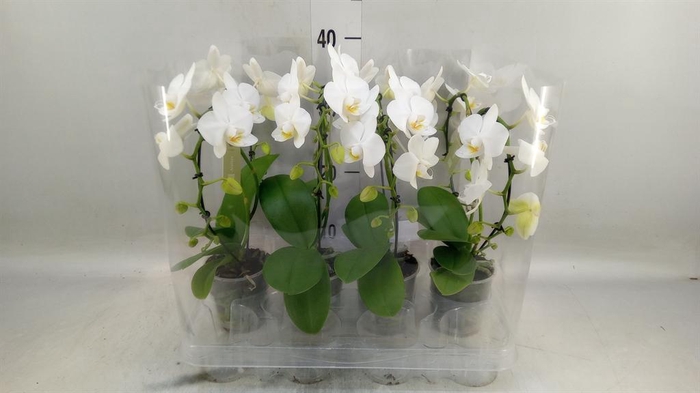 <h4>Phalaenopsis   ...white</h4>