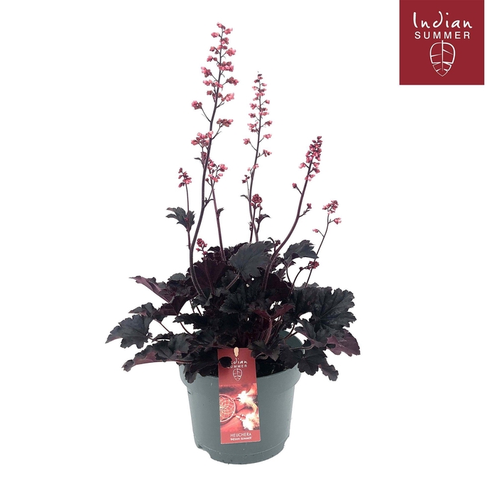 <h4>Heuchera Indian Summer P19 Blooming Black</h4>