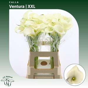 Calla Ventura | XXL
