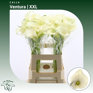 Calla Ventura | XXL