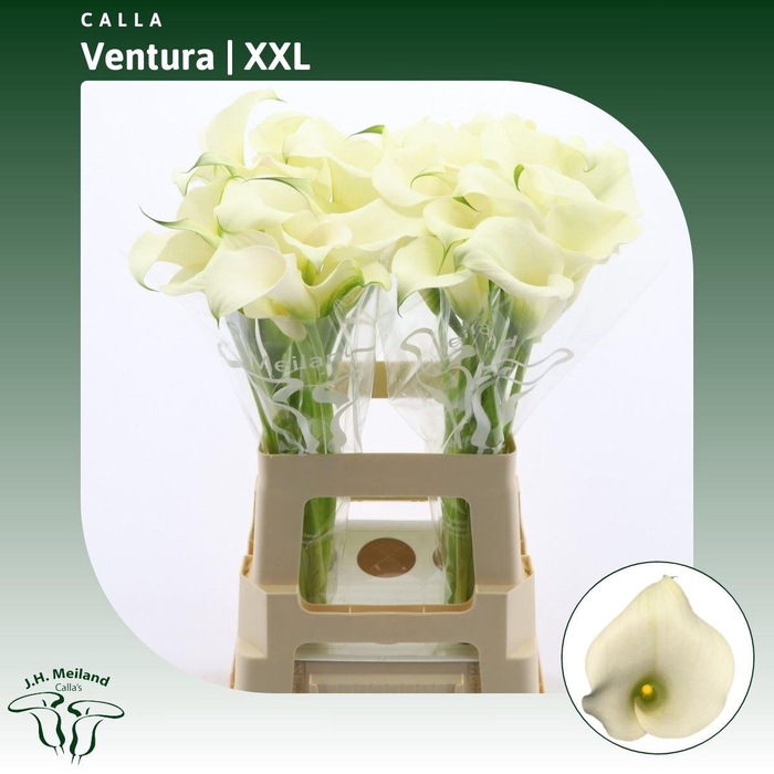 <h4>Calla Ventura | XXL</h4>