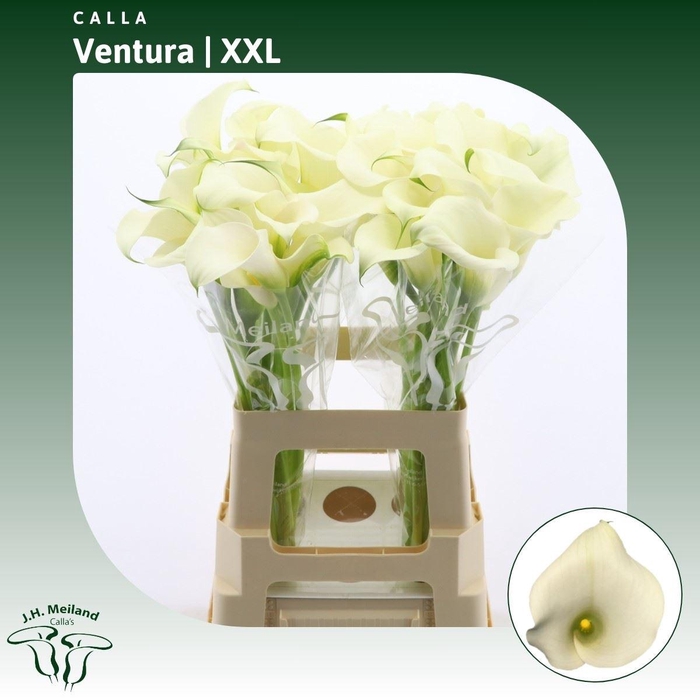 <h4>Calla Ventura | XXL</h4>