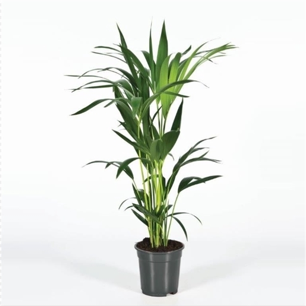 <h4>Howea forsteriana 80cm (Kentia)</h4>