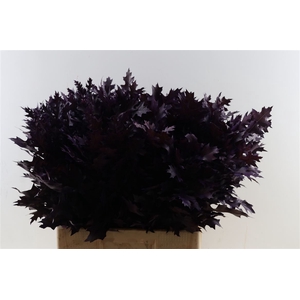 Quercus Palustris Frosted Purple