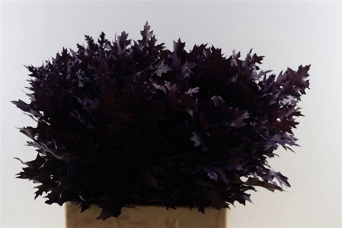<h4>Quercus Palustris Frosted Purple</h4>