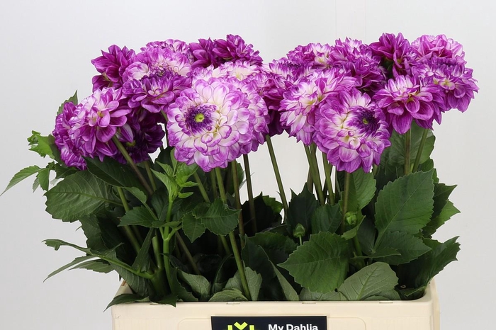 <h4>Dahlia Dreaming Maid</h4>
