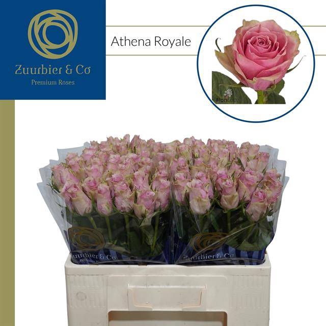 <h4>R GR ATHENA ROYALE</h4>