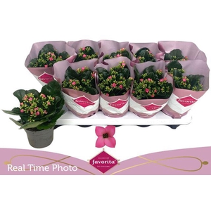 Kal En Bel Rosa Pink