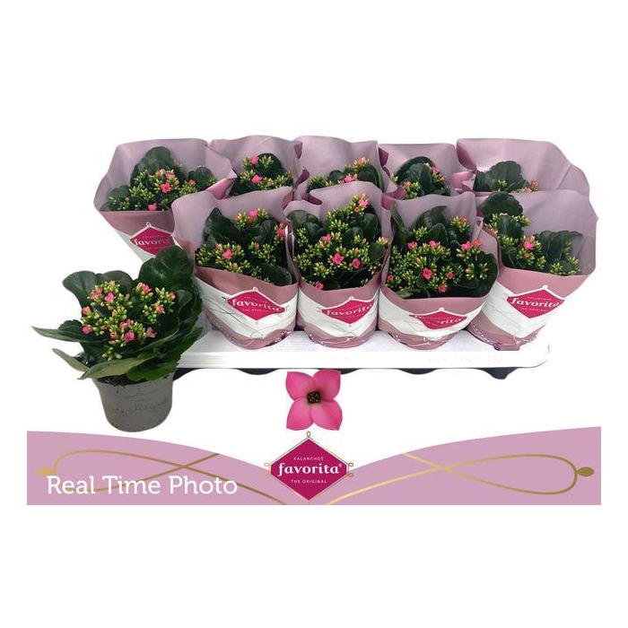 <h4>Kal En Bel Rosa Pink</h4>