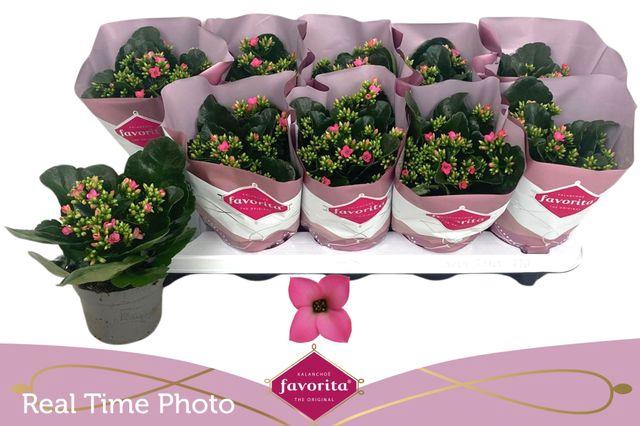 Kal En Bel Rosa Pink