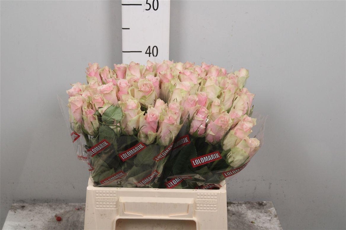 <h4>R Gr Pink Athena</h4>