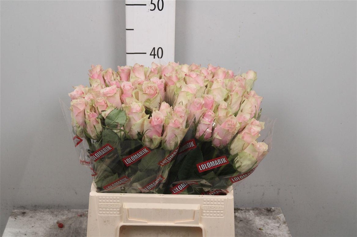 <h4>R Gr Pink Athena</h4>