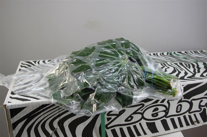 <h4>Aralia Small V P X 5</h4>