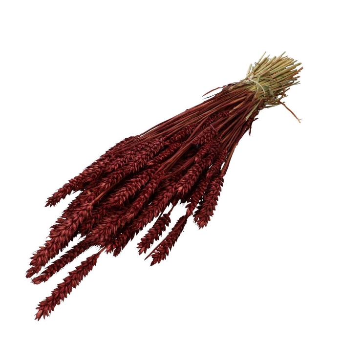 <h4>Droogbloem Tarwe 60-70cm</h4>