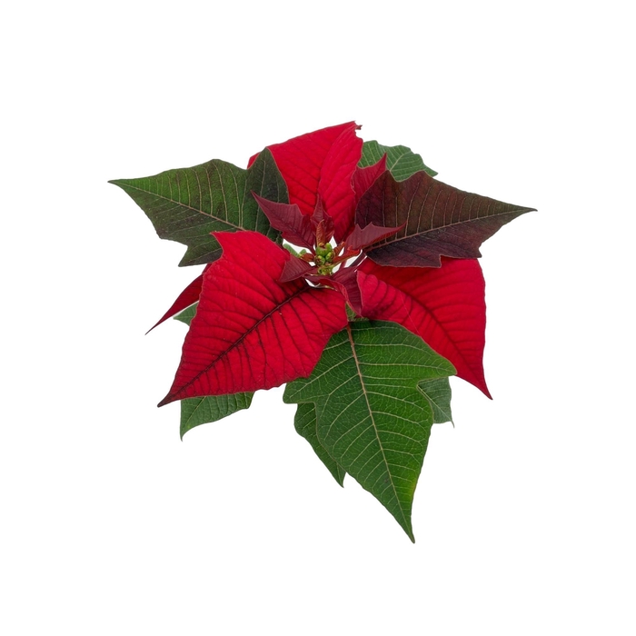 <h4>Euphorbia Red</h4>