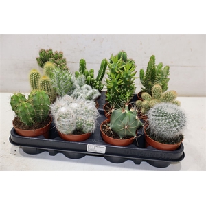 arr8 Cactus Gem
