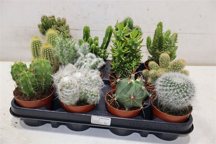 <h4>arr8 Cactus Gem</h4>