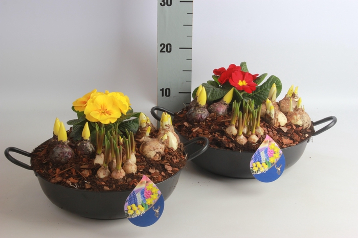 <h4>ARR BOL KNOLGEWAS</h4>