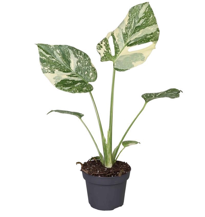 <h4>MONSTERA DELICIOSA P12 CREME BRULEE</h4>